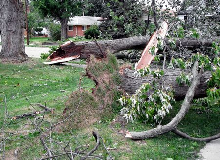 storm-cleanup-tree removal