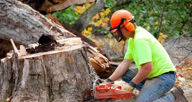 man cutting down tree