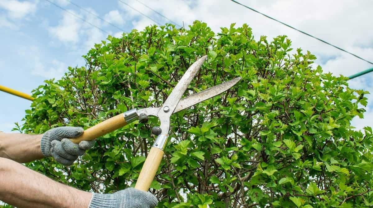 tree-trimming