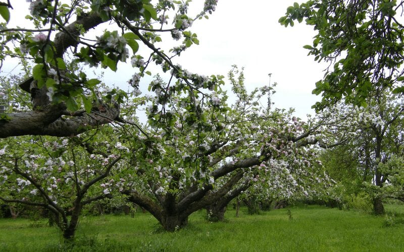 apple-tree