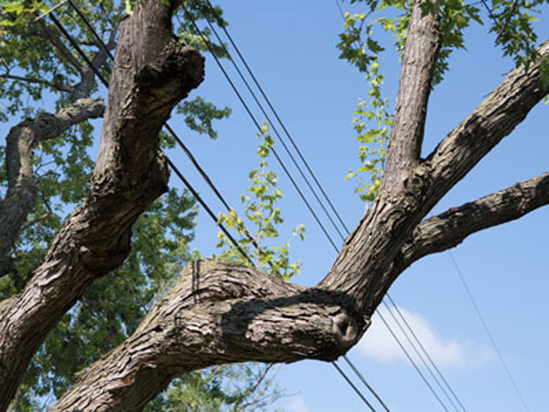 tree-limb-near-power line